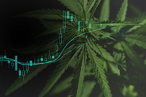 Gesundheitssektor: Trump gibt Cannabis-Aktien R&uuml;ckenwind - nur wie lange?